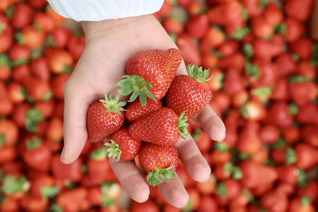 Fresh Strawberries